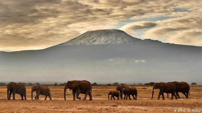 Elephants walk in front of Mount Kilimanjaro