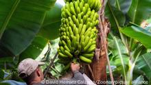 Crisis bananera: el silencioso efecto de la guerra en Ucrania