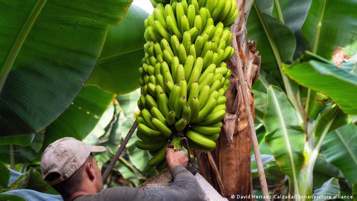 Spanien Arbeiter schneiden Bananen in einer Plantage auf Teneriffa 