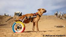 Help for Gaza's stray animals with disabilities