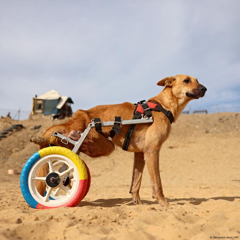 Help for Gaza's stray animals with disabilities – DW – 12/24/2021 Help for Gaza's stray animals with disabilities – DW – 12/24/2021