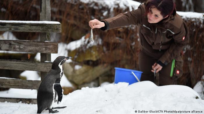A woman hands out a fish to a penguin. The ground is covered in snow.