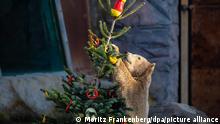 Die Eisbärin Nana frisst im Erlebnis-Zoo Hannover Paprika-Scheiben, die an einem Weihnachtsbaum hängen.