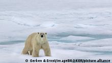 Eisbär (Ursus maritimus) läuft auf Packeis, Spitzbergen, Norwegen, Europa