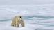 Ein Eisbär läuft auf Packeis Ein Eisbär läuft auf Packeis