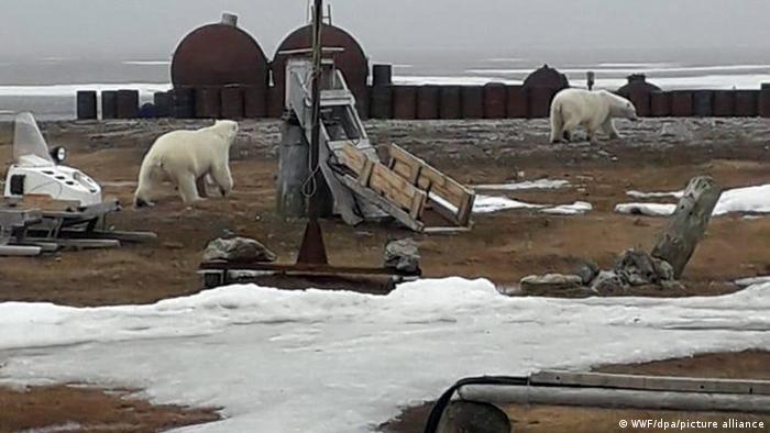 Eisbären auf der Tschuktschen-Halbinsel (2019)
