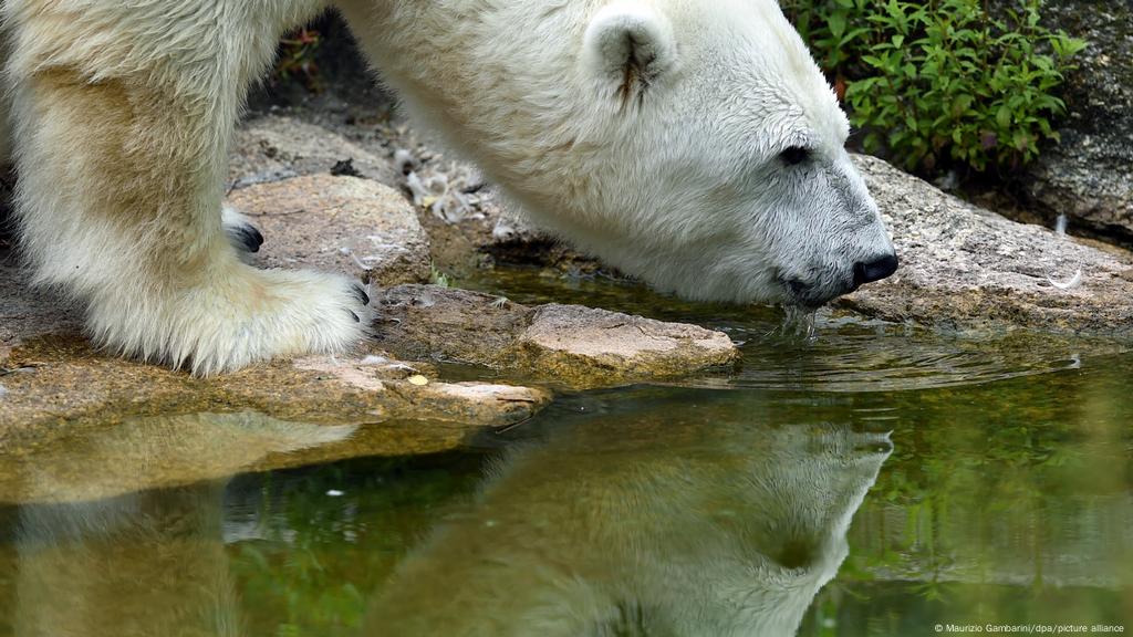 Europe′s oldest polar bear, Katjuscha, passes away at Berlin Zoo | News | DW | 27.12.2021