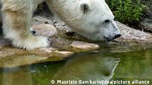 Female polar bear Katjuscha reflecting in the water ditch in her enclosure at the zoo in Berlin, Germany, 18 August 2016. PHOTO: MAURIZIO GAMBARINI/dpa