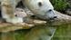 Female polar bear Katjuscha reflecting in the water ditch in her enclosure at the zoo in Berlin Female polar bear Katjuscha reflecting in the water ditch in her enclosure at the zoo in Berlin