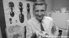 FILE - Edward O. Wilson, co-author of The Ants, which won the Pulitzer Prize for general non-fiction, poses for a portrait on June 10, 1991. Wilson, the pioneering biologist who argued for a new vision of human nature in “Sociobiology” and warned against the decline of ecosystems, died on Sunday, Dec. 26, 2021. He was 92. (AP Photo/File)
