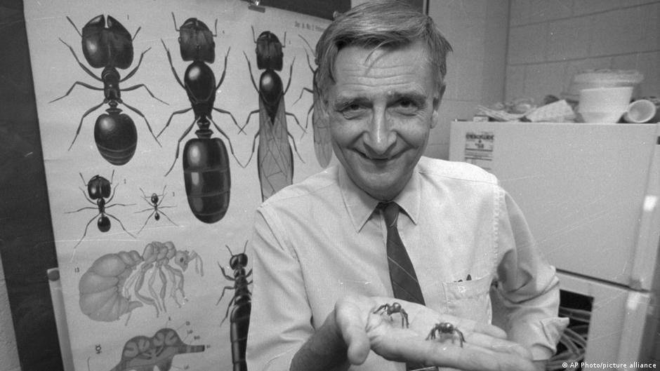 edward o wilson net worth - Ilustrasi 2