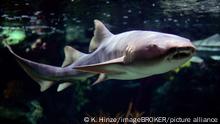 Los tiburones han desarrollado un extraordinario sistema inmunitario con mecanismos de defensa que no tienen otros mamíferos. 