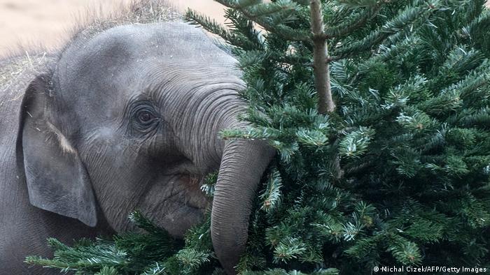 Božić po gregorijanskom kalendaru je prošao i neki su već skinuli ukrase sa jelki. Ovaj slon u zoološkom vrtu u Pragu to je jedva dočekao. Grane sa iglicama baš su po njegovom ukusu.