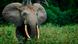African forest elephant African forest elephant