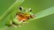 Europäischer Laubfrosch | Hyla arborea Europäischer Laubfrosch | Hyla arborea