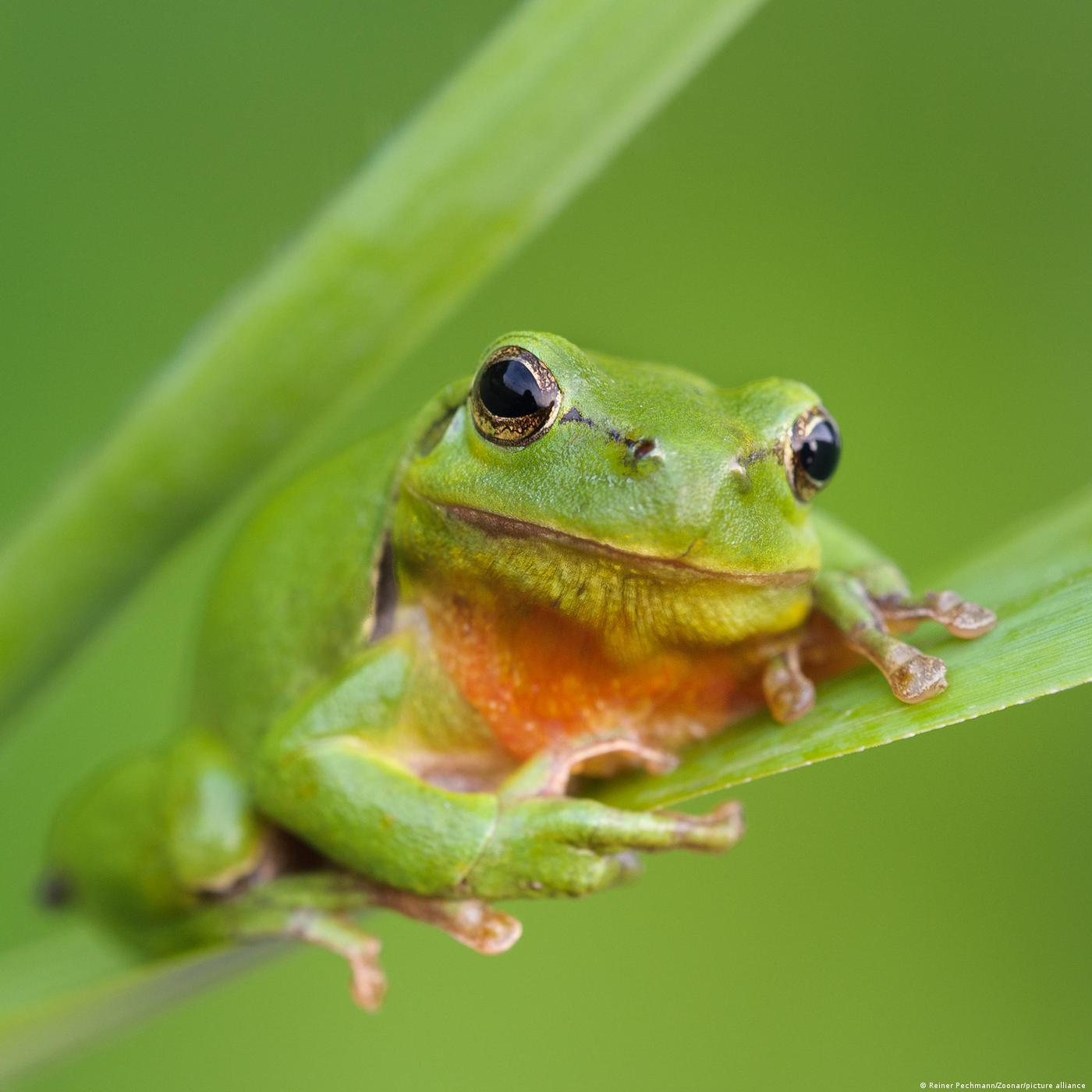 Frog love songs, rocky reef revivals & avocado farming done right