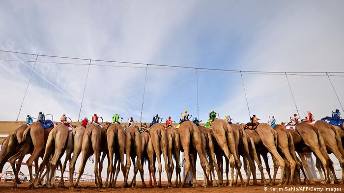 Kamile su spremne za trku, ostalo je samo još da sudija da znak. Na fotografiji je zabeležen trenutak pre starta trke na festivalu Al Dafra koji se već 15 godina organizuje u Abu Dabiju pod pokroviteljstvom šeika Mohameda bin Zajeda.
