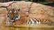 Eko the tiger sits in a pool of water in an enclosure a zoo in Naples, Florida, USA Eko the tiger sits in a pool of water in an enclosure a zoo in Naples, Florida, USA