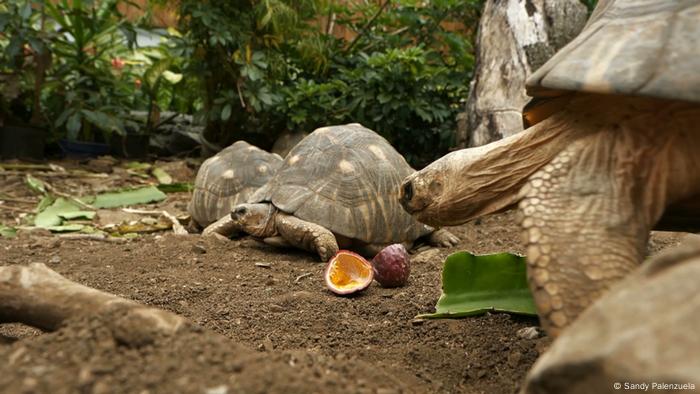 Huge turtles in an enclosure