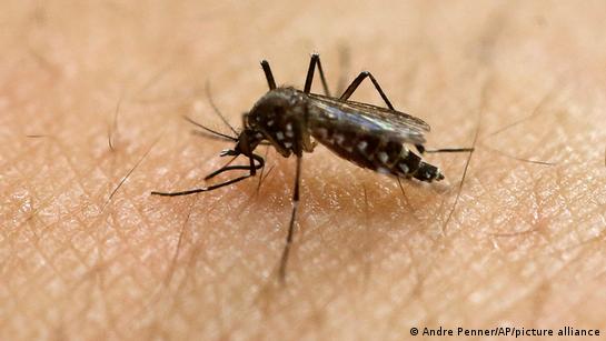 mosquito Aedes aegypti sobre a pele de uma pessoa