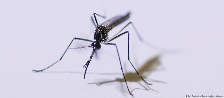 Em 2023, Brasil registrou mais 1,6 milhão de casos de dengue, doença transmitida pelo mosquito Aedes aegypti