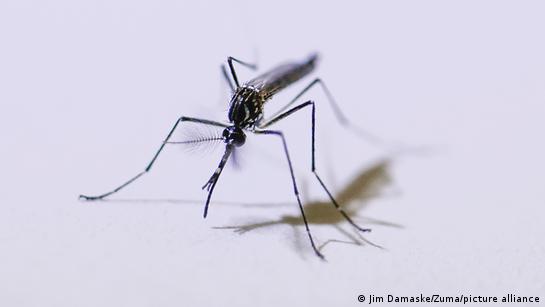 Mosquito Aedes aegypti