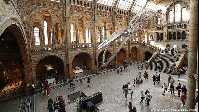 Blick von oben auf die Eingangshalle des Natural History Museums mit dem von der Decke herabhängenden Skelett eines Blauwals, London