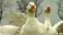 Reino Unido: disputa por el foie gras