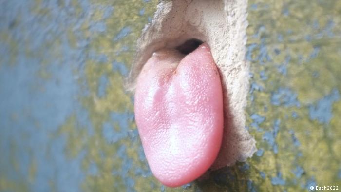 A tongue stuck through a hole in the wall.