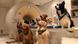 Perros entrenados en un escáner de resonancia magnética. Perros entrenados en un escáner de resonancia magnética.
