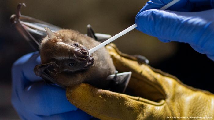 A swab is taken from a bat