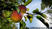 19.10.2018, Niedersachsen, Hannover/Laatzen: Äpfel hängen auf einer Obstplantage an einem Bau. (zu dpa: Obstbauern mit Apfelernte zufrieden vom 21.10.2018) Foto: Peter Steffen/dpa