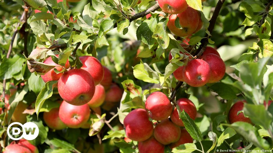 زراعة نباتية حيوية:قطف تفاح لذيذ دون التسبب بالأذى للحيوانات