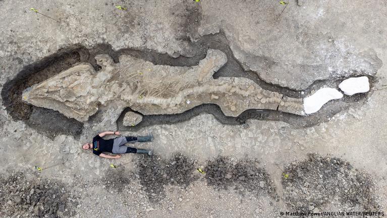 Descubren Fósil De Dragón Marino Gigante En El Reino Unido Dw 10
