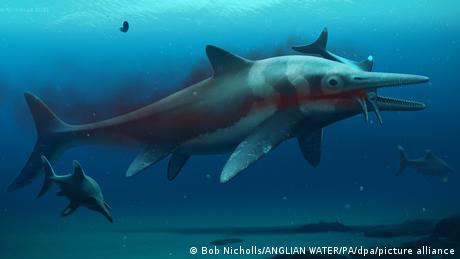 Illustration eines schwimmenden Ichthyosauriers