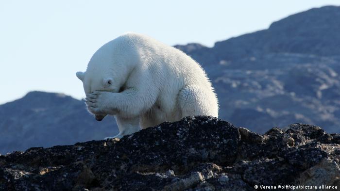A polar bear covering its face