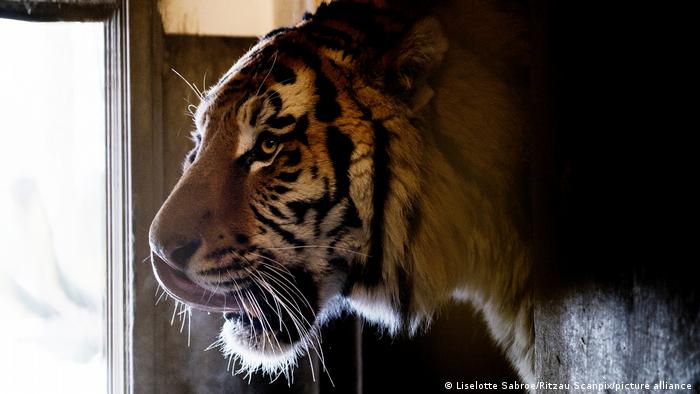 Tigre macho del zoológico de Copenhague