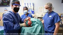 07.01.2022, Ärzte operieren an einem Schweineherz das in einen menschlichen Patienten eingesetzt wird. Ein Transplantationsteam in den USA hat nach eigenen Angaben erstmals ein genetisch modifiziertes Schweineherz an einen menschlichen Patienten angeschlossen. Das Organ sei einem 57-jährigen Mann mit einer lebensgefährlichen Herzkrankheit am Freitag in einer Klinik in Baltimore (Maryland) eingesetzt worden. +++ dpa-Bildfunk +++