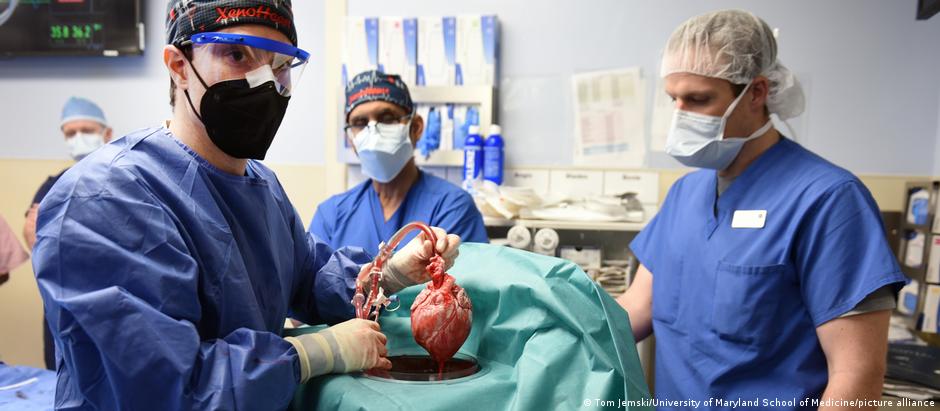 Médicos da Universidade de Maryland seguram coração de porco. Genes que causam rejeição em humanos foram inativados