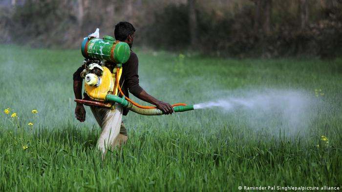 An Indian worker spraying pesticides
