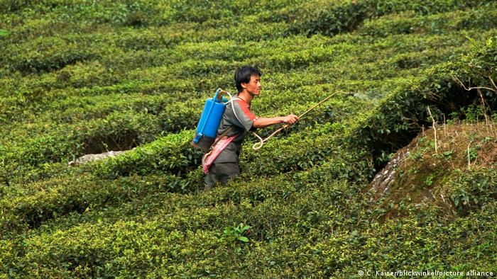 Darbuotojas purškia augalus arbatos plantacijoje