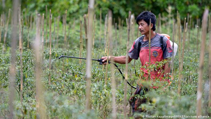 Ein Landarbeiter beim Pestizideinsatz in Indonesien auf dem Feld ohne Schutzausrüstung
