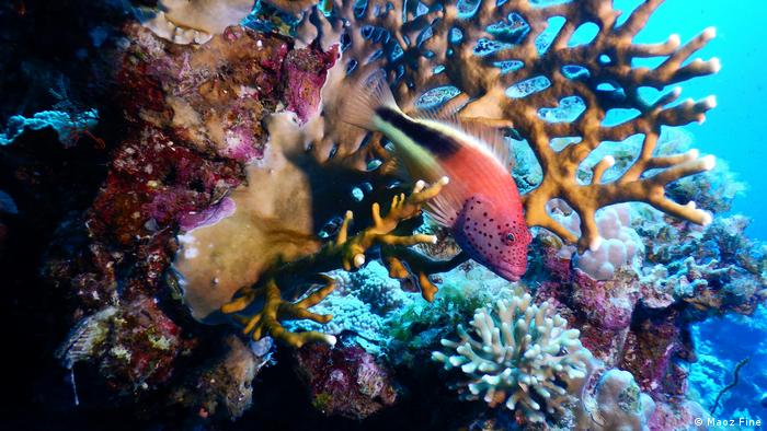 سمك يعيش بين الشعاب المرجانية في خليج العقبة