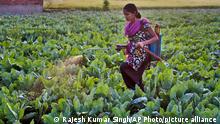 Indien | Anwendung von Pestiziden 