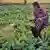 Mulher indiana pulveriza plantação com inseticida