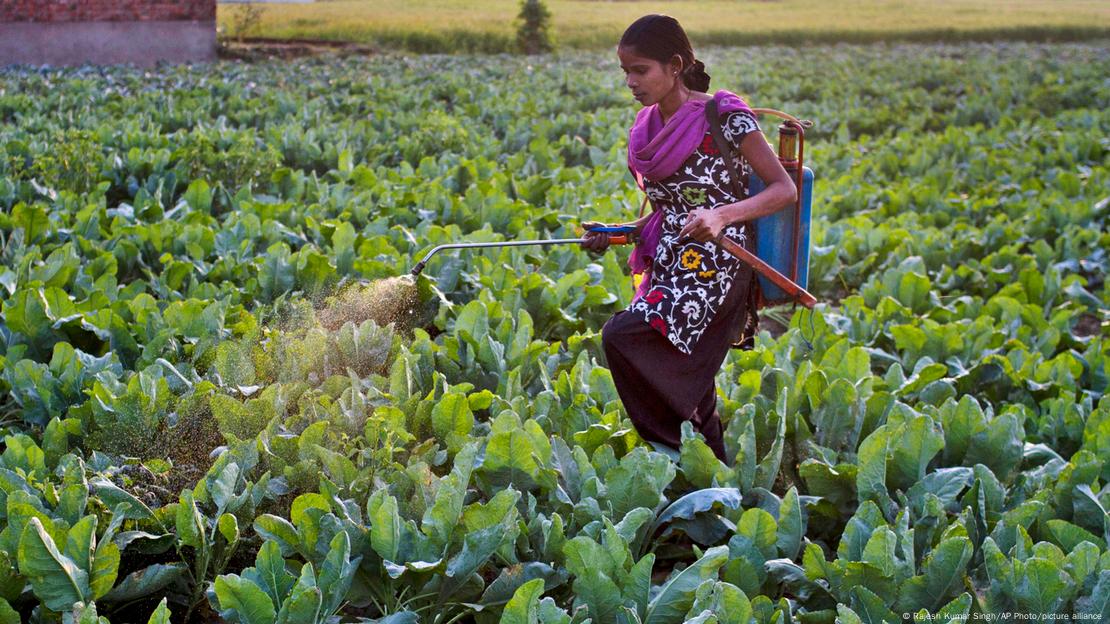 Mulher de trajes indianos irriga plantação
