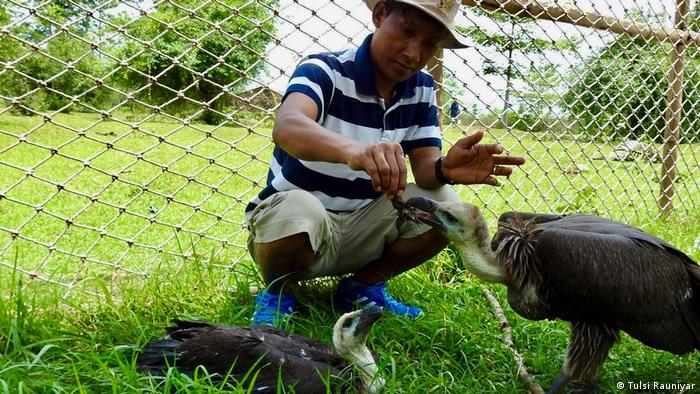 Dhan Bahadur Chaudhary feeds a vulture at Chitwan vulture restaurant, Nepal