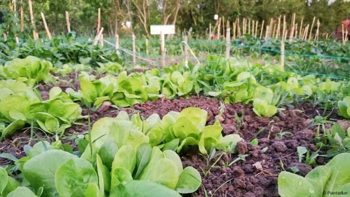 Green heads of lettuce are growing on brown earth