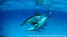 EGY, 2003: Rotmeer-Tuemmler, Indopazifischer Grosser Tuemmler (Tursiops aduncus, Tursiops truncatus), Paar bei der Paarung. [en] Indo-Pazific Bottlenose Dolphin, Red Sea Bottlenose Dolphin (Tursiops aduncus, Tursiops truncatus), mating. | EGY, 2003: Indo-Pazific Bottlenose Dolphin, Red Sea Bottlenose Dolphin (Tursiops aduncus, Tursiops truncatus), mating.