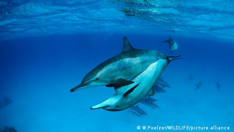 El clítoris del delfín tiene muchas características que sugieren que funciona para proporcionar placer a las hembras, señaló la autora principal del estudio Patricia Brennan. 